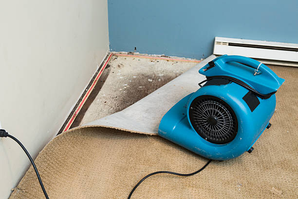 Best Mold removal after water damage  in Livermore, CA